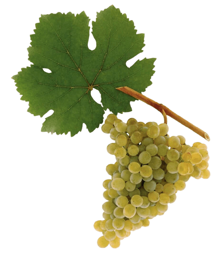 Grüner Veltliner